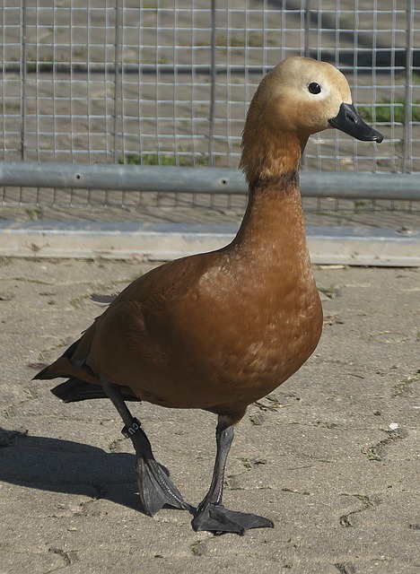 预见